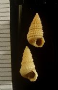 Mathilda&nbsp;retusa